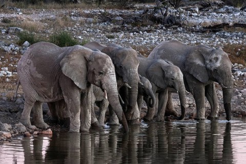 African elephanta (Loxodonta africana) at the Okaukuejo waterhole