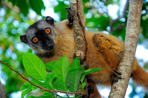 Common brown lemur (Eulemur fulvus mayottensis)