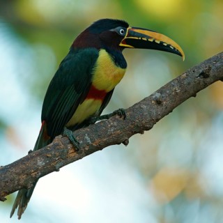 Chestnut-eared aracari (Pteroglossus castanotis) on a branch