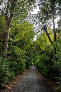 Tree ferns (Cyatheales) next to hiking trail in Kauri Forest