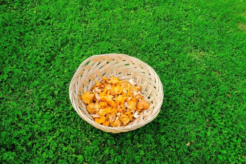 Freshly collected Chanterelles (Cantharellus cibarius)