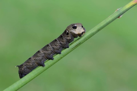Caterpillar
