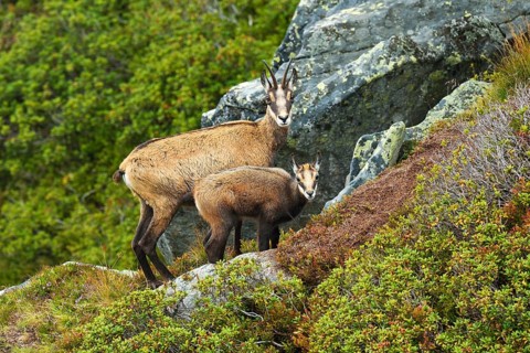 Chamois (Rupicapra rupicapra)