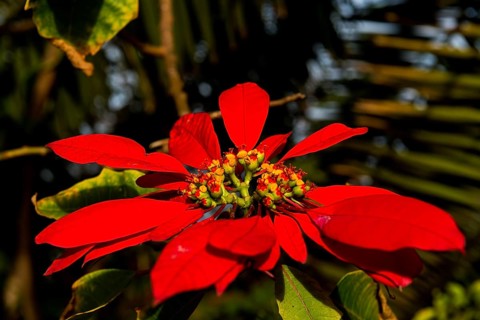 Poinsettia (Euphorbia pulcherrima)
