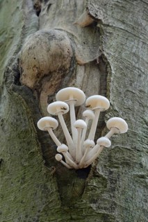 Porcelain Fungus (Oudemansiella mucida)