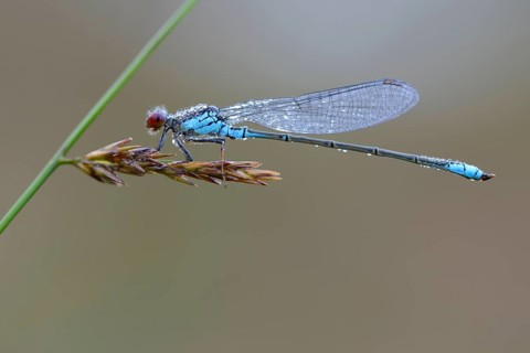 Small Red-eyed Damselfly (Erythromma viridulum)
