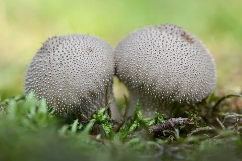 Umber-Brown Puffball (Lycoperdon umbrinum)