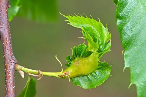 Gall of the Oriental Chestnut Gall Wasp or Asian Chestnust Gall Wasp (Dryocosmus kuriphilus)