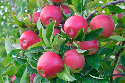 Red apples