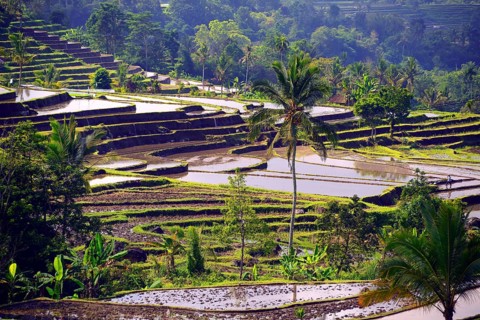 The famous rice terraces of Jatiluwih