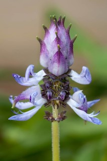 Coleus arabicus