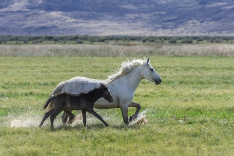White mare with dark foal running through wet grass