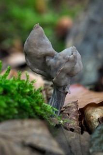 Slate grey saddle (Helvella lacunosa)