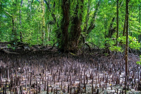 Mangrove roots