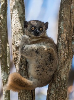 Red-tailed Sportive Lemur (Lepilemur ruficaudatus)