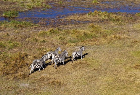 Burchell's Zebras (Equus quagga burchelli)