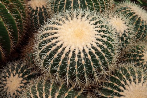 Barrel Cactus