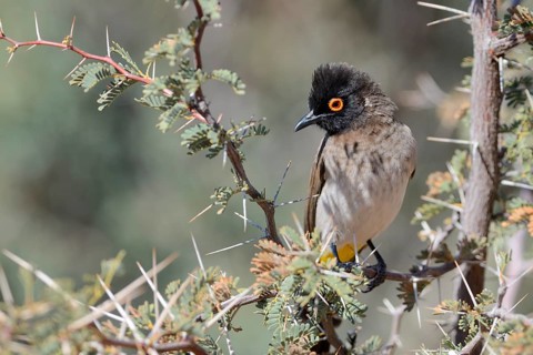 African Red-eyed Bulbul (Pycnonotus nigricans)