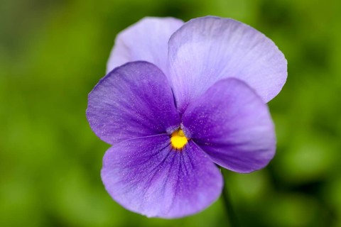 Horn Violet (Viola cornuta)