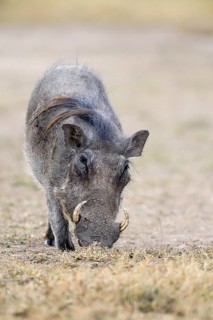 Warthog (Phacochoerus africanus) feeding on short grass