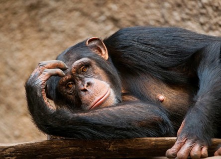 Western Chimpanzee or West African Chimpanzee (Pan troglodytes verus)