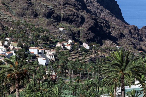 Canary Island Date Palms (Phoenix canariensis)