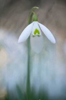Snowdrop (Galanthus nivalis)