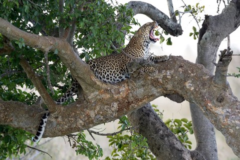 Leopard (Panthera pardus)