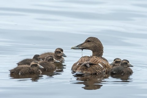 Eider ducks (Somateria mollissima)