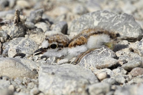 Little Ringed Plover (Charadrius dubius)