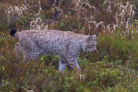 Eurasian lynx (Lynx lynx)