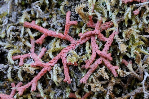 Mediterranean Clubmoss (Selaginella denticulata)