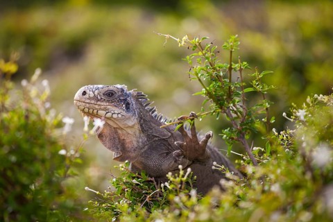 West Indian Iguana (Iguana delicatissima) Petite Terre