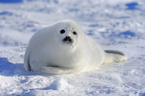 Harp Seal or Saddleback Seal (Pagophilus groenlandicus