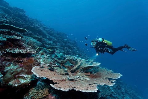 Divers looking at table coral (Acropora hyacinthus) at drop-off