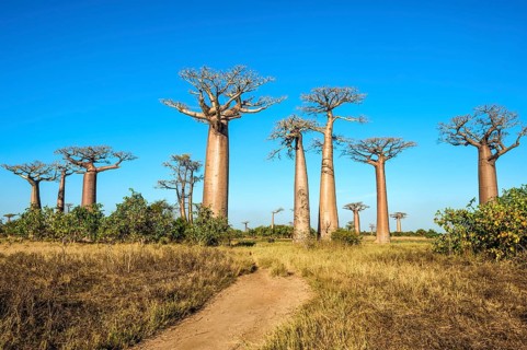 Avenue of the Baobabs