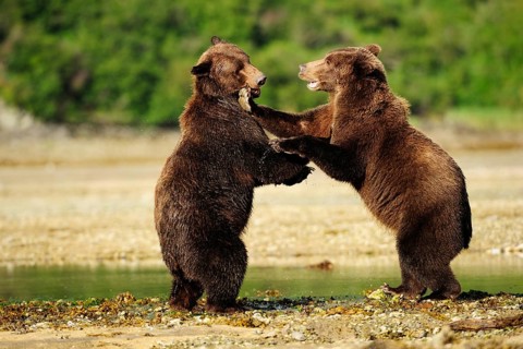 Two Brown Bears (Ursus arctos) play-fighting with each other