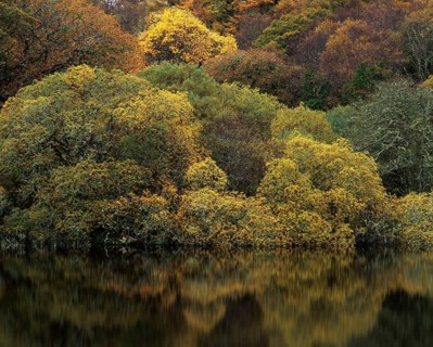 Reflections in a lake