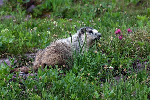 Marmot (Marmota sp.)