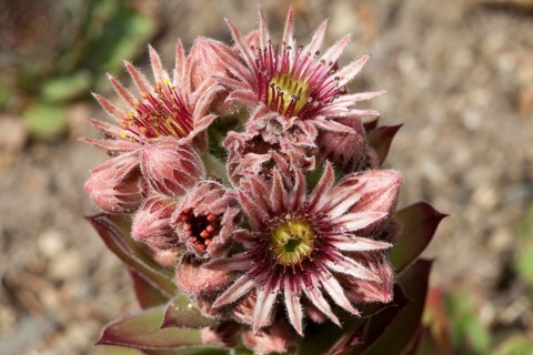 Common Houseleek (Sempervivum tectorum)