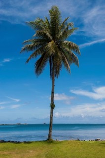 Palm tree at the beach
