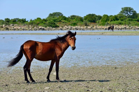 Brown wild horse at the pond Pauli Majori