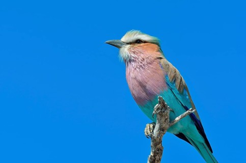 Lilac-breasted Roller (Coracias caudatus)