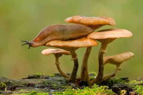 Spanish Slug (Arion vulgaris) on a Dark Honey Fungus (Armillaria ostoyae)