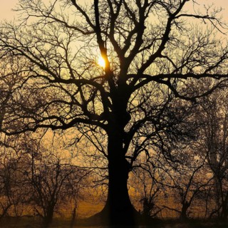 Old English Oak (Quercus robur) at sunrise