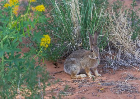 Desert Cottontail (Sylvilagus audubonii)