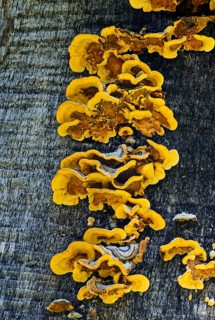 Wood-decomposing Hairy Stereum fungus (Stereum hirsutum)