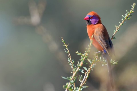 Violet-eared Waxbill (Uraeginthus granatina)