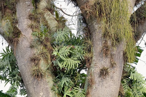 Tree trunk with Bromeliads (bromeliacea sp.) and Tillandsia (Tillandsia sp.)