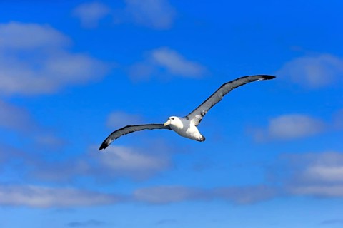 Shy albatross (Thalassarche cauta)